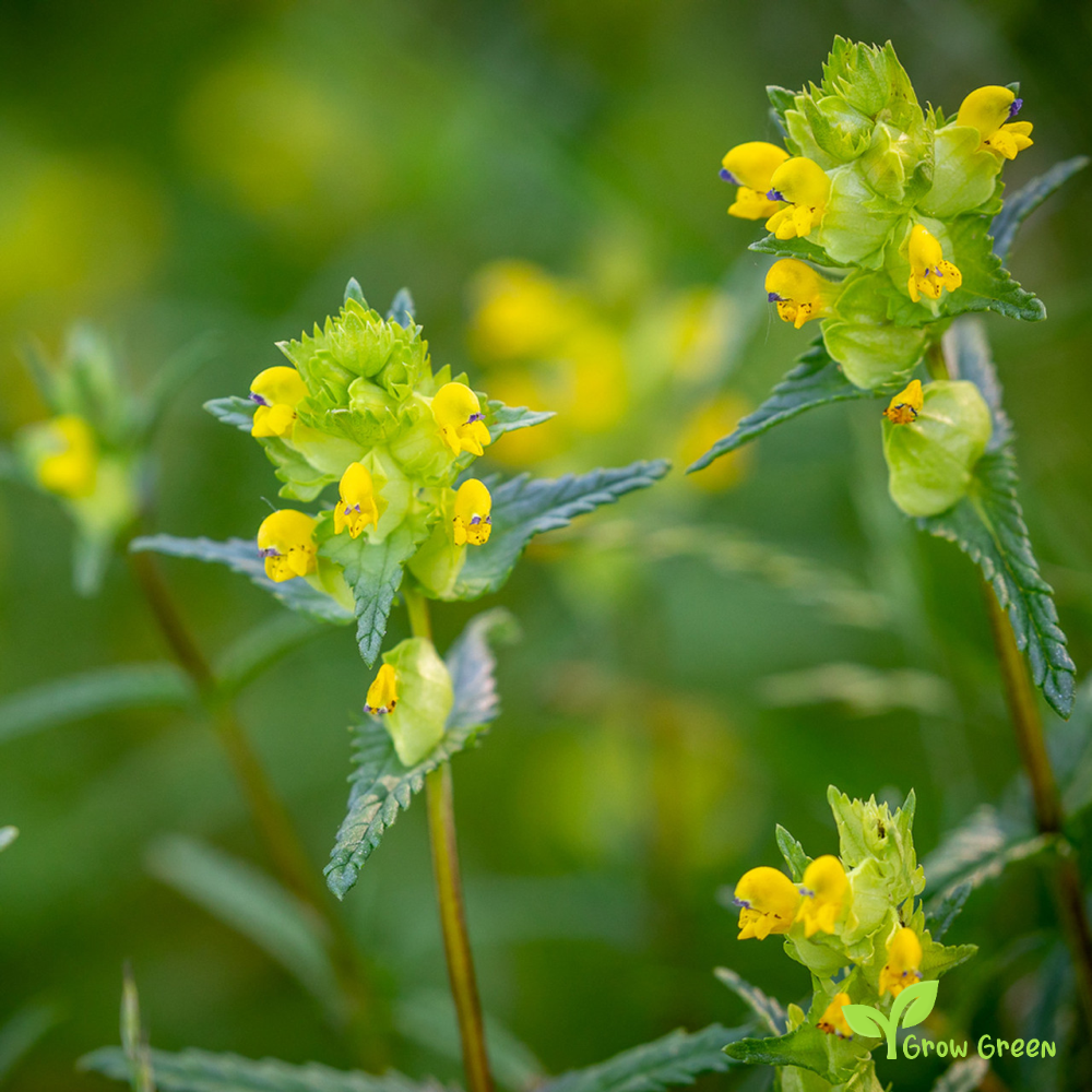 30 seeds of Yellow Rattle - RHINANTHUS MINOR + Gift 5 seeds of Sunflower