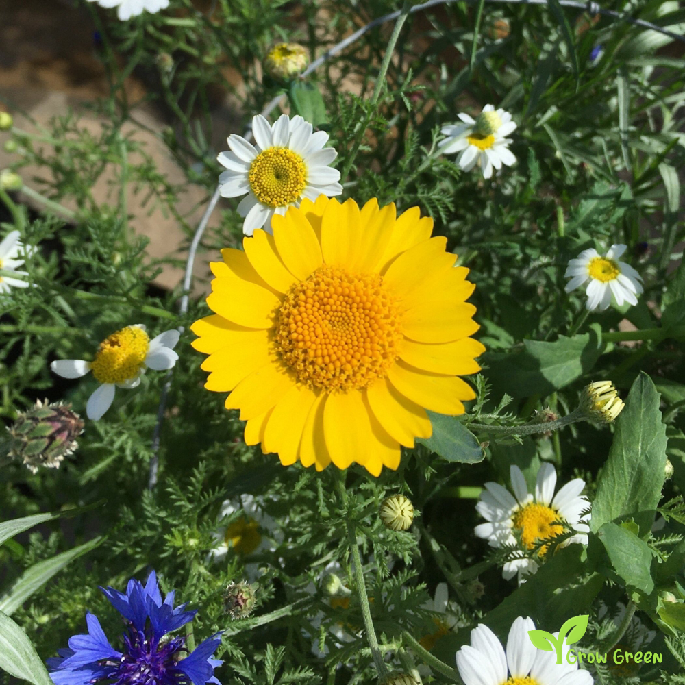 30 seeds of Corn Marigold - GLEBIONIS SEGETUM + Gift 5 seeds of Sunflower