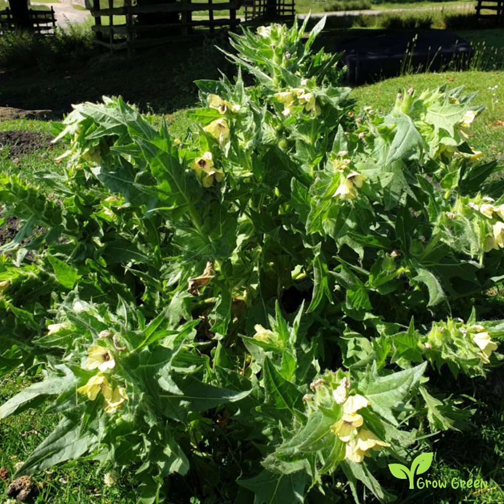 10 seeds of Black Henbane - HYOSCYAMUS NIGER - Stinking Nightshade + Gift 5 seeds of Sunflower