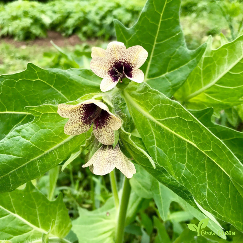 10 seeds of Black Henbane - HYOSCYAMUS NIGER - Stinking Nightshade + Gift 5 seeds of Sunflower