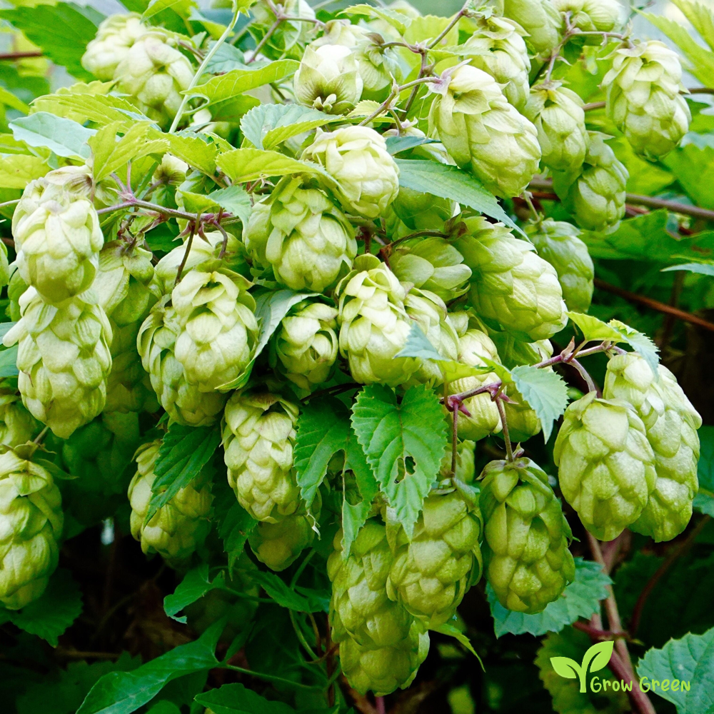 10 seeds of Hop - HUMULUS LUPULUS - Hops + Gift 5 seeds of Sunflower