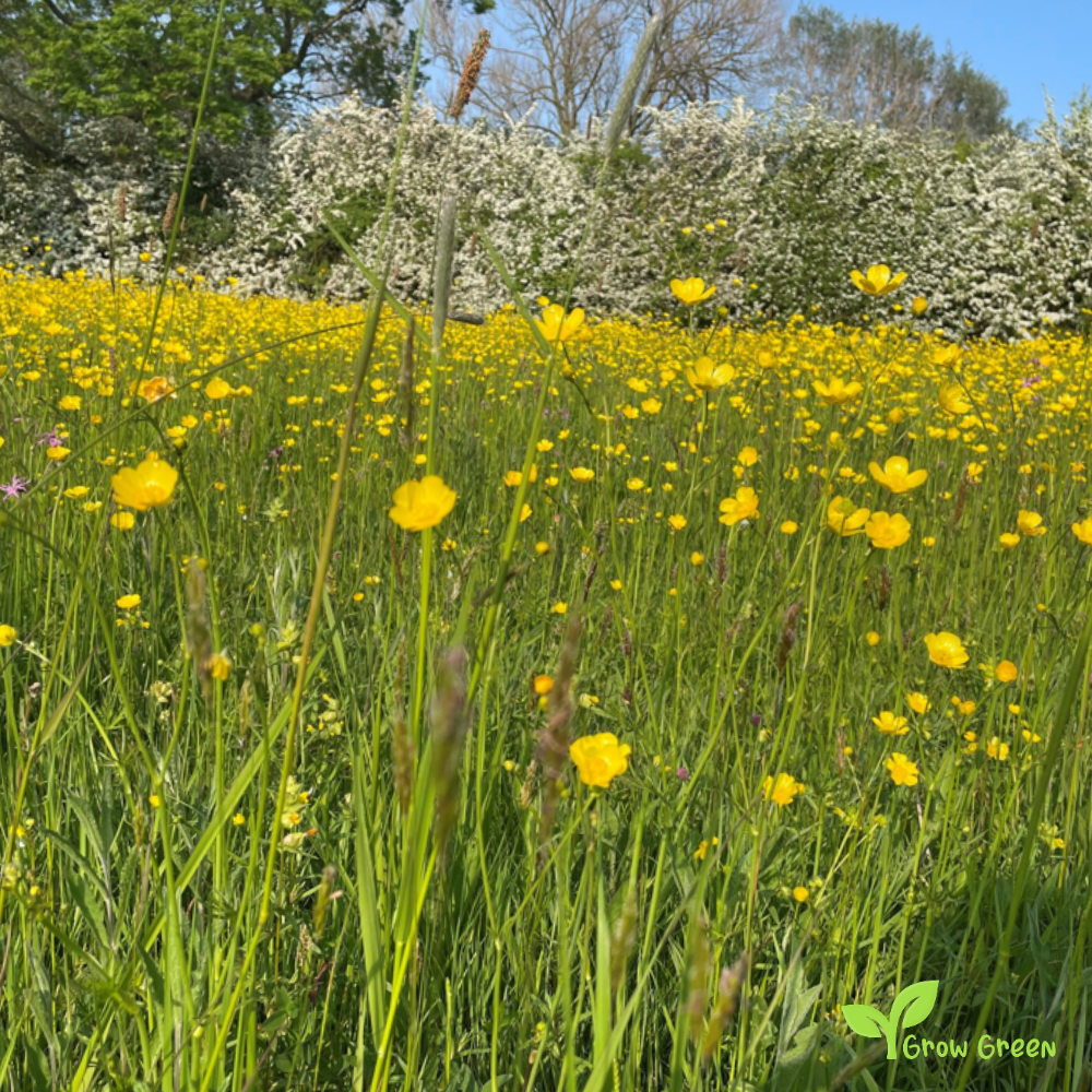20 seeds of Meadow Buttercup - RANUNCULUS ACRIS + Gift 5 seeds of Sunflower