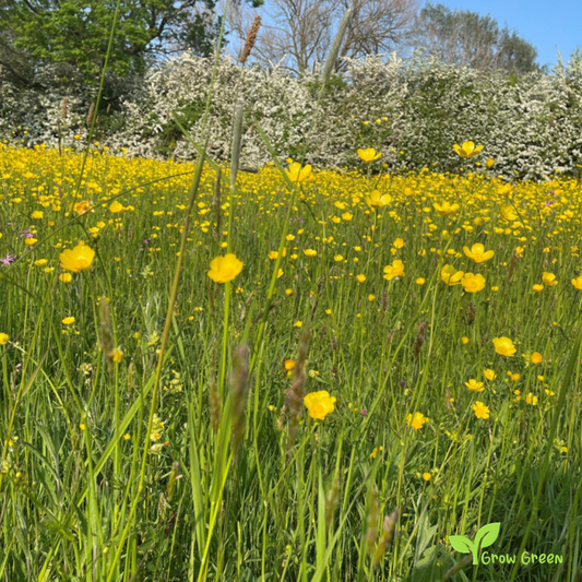 20 seeds of Meadow Buttercup - RANUNCULUS ACRIS + Gift 5 seeds of Sunflower