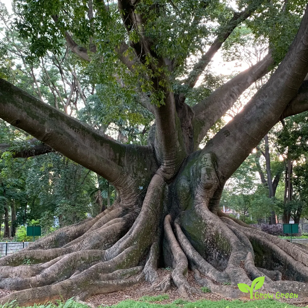 5 seeds of Kapok Silk Cotton Tree - CEIBA PENTANDRA - Java Cotton + Gift 5 seeds of Sunflower