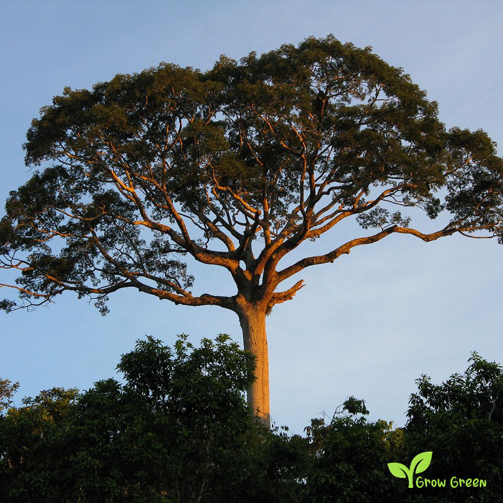 5 seeds of Kapok Silk Cotton Tree - CEIBA PENTANDRA - Java Cotton + Gift 5 seeds of Sunflower