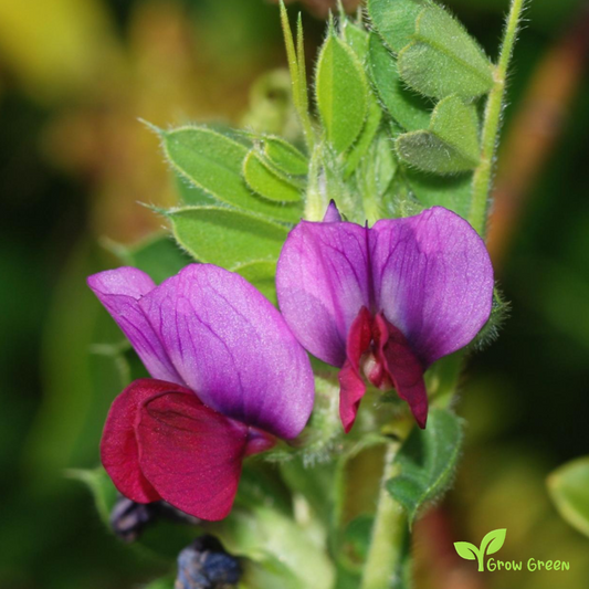 10 seeds of Vetch - VICIA SATIVA - Tare + Gift 5 seeds of Sunflower