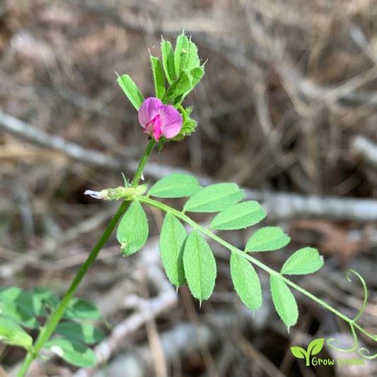 10 seeds of Vetch - VICIA SATIVA - Tare + Gift 5 seeds of Sunflower