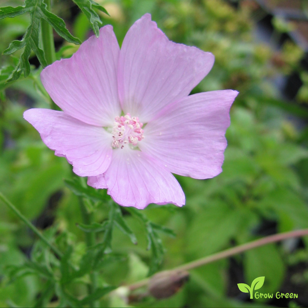 10 seeds of Musk Mallow - MALVA MOSCHATA + Gift 5 seeds of Sunflower