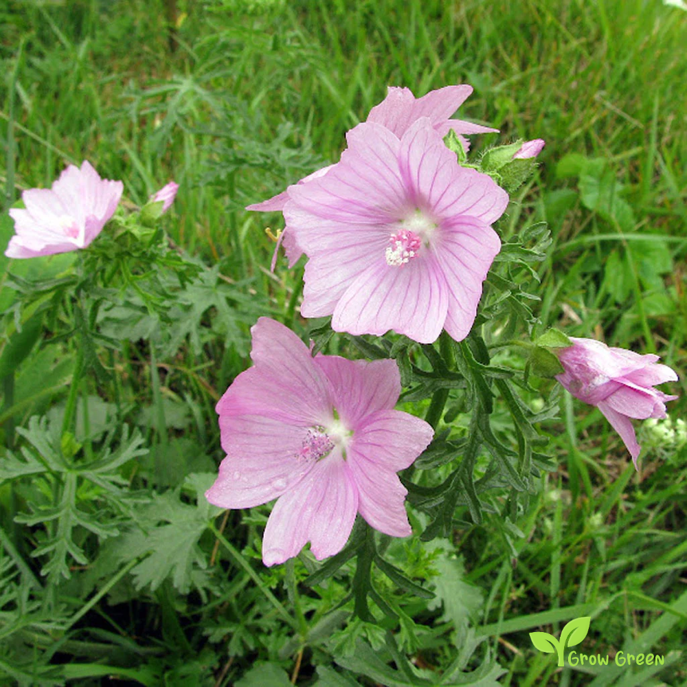 10 seeds of Musk Mallow - MALVA MOSCHATA + Gift 5 seeds of Sunflower