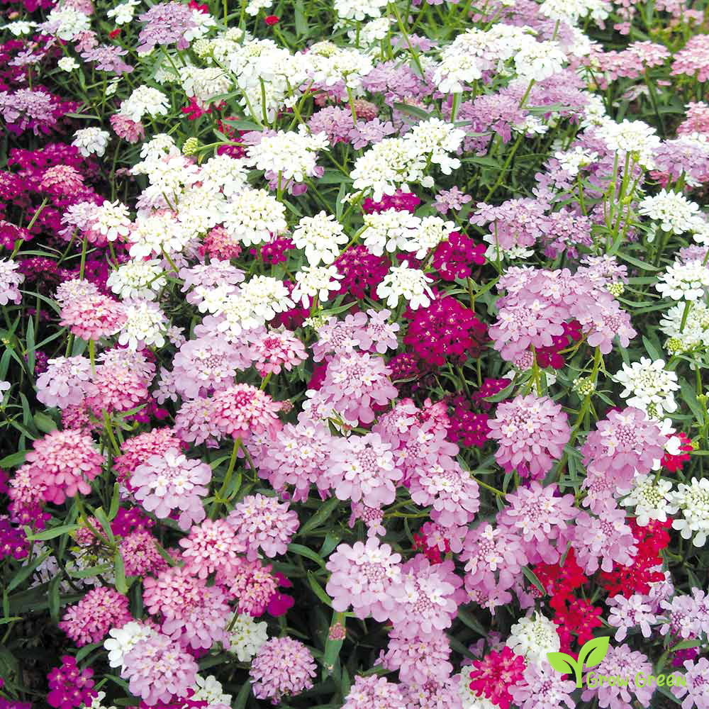 20 seeds of Candytuft - IBERIS UMBELLATA + Gift 5 seeds of Sunflower