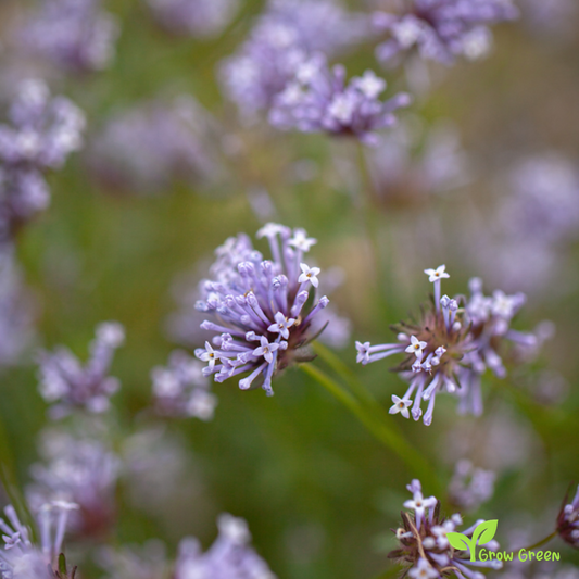 20 seeds of Annual Woodruff - ASPERULA ORIENTALIS + Gift 5 seeds of Sunflower