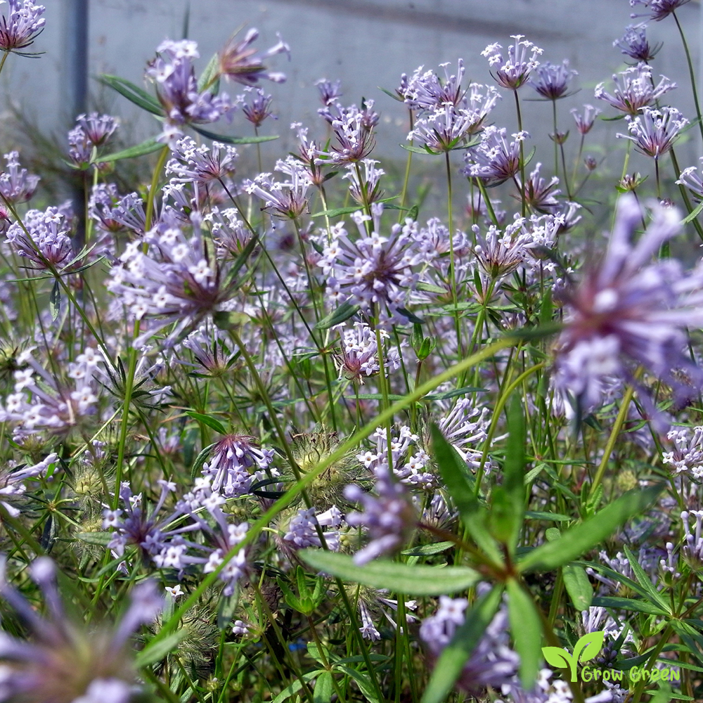 20 seeds of Annual Woodruff - ASPERULA ORIENTALIS + Gift 5 seeds of Sunflower