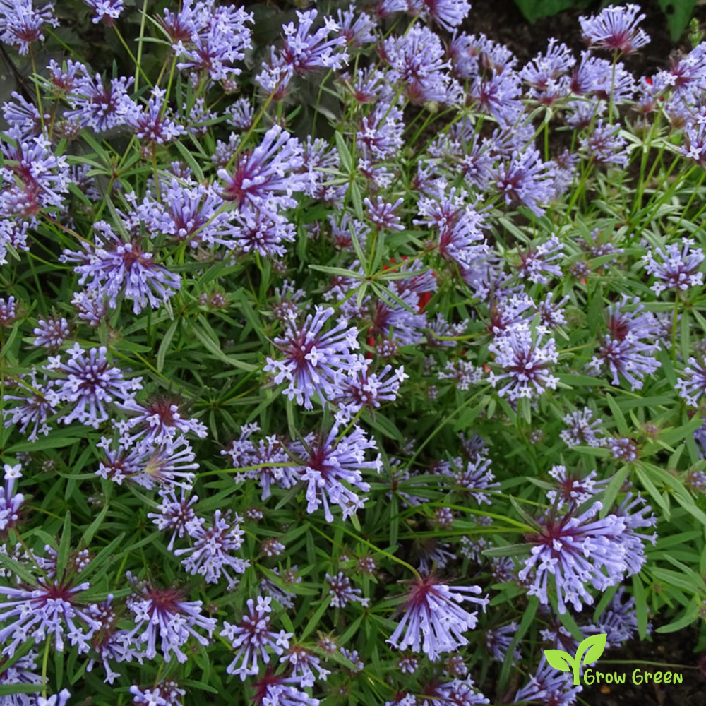 20 seeds of Annual Woodruff - ASPERULA ORIENTALIS + Gift 5 seeds of Sunflower