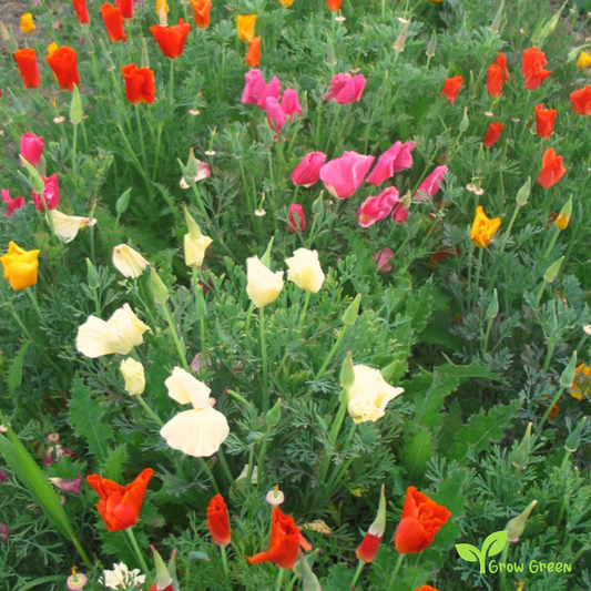 30 seeds of California Poppy Mix - ESCHSCHOLZIA CALIFORNICA + Gift 5 seeds of Sunflower