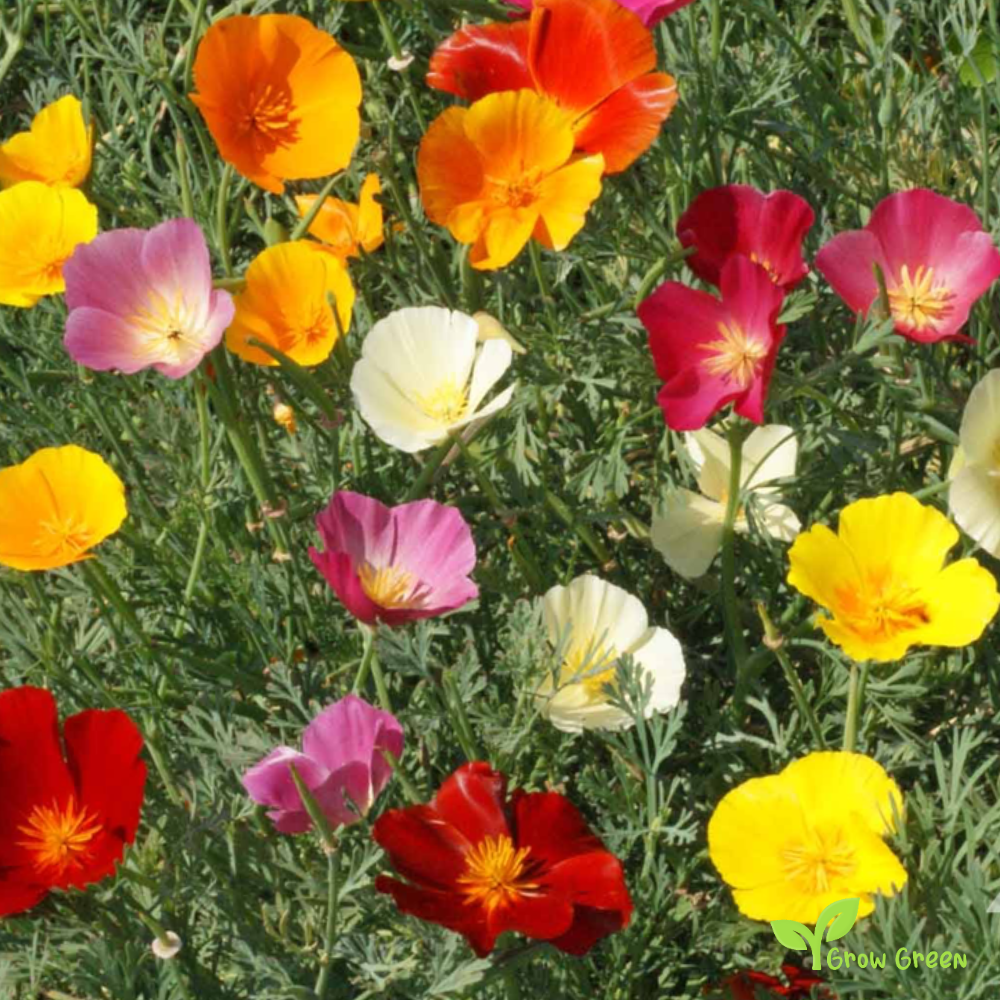 30 seeds of California Poppy Mix - ESCHSCHOLZIA CALIFORNICA + Gift 5 seeds of Sunflower