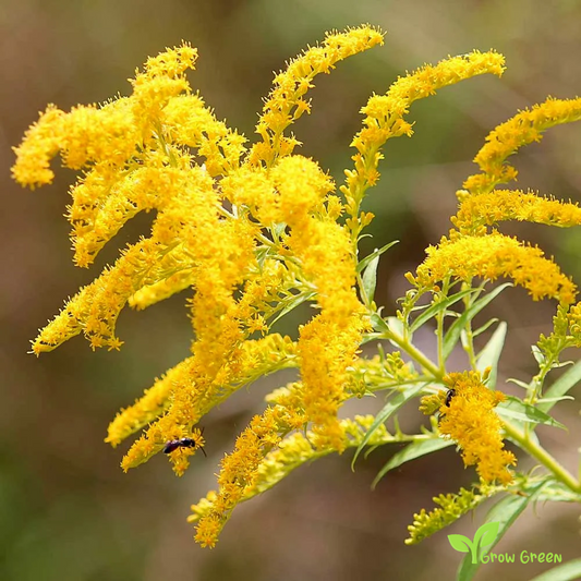 20 seeds of Canada Goldenrod - SOLIDAGO CANADENSIS + Gift 5 seeds of Sunflower