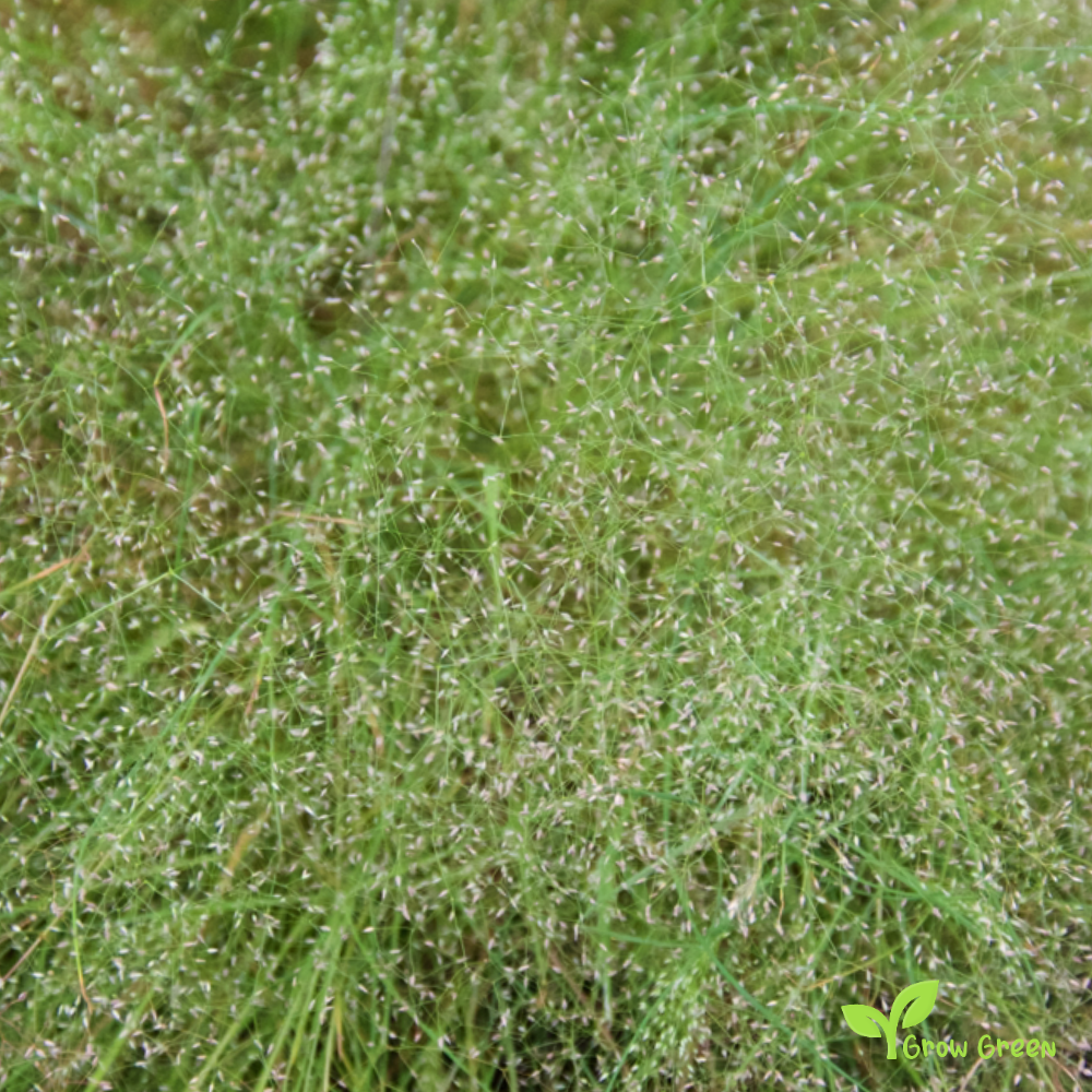 20 seeds of Cloud Grass - AGROSTIS NEBULOSA + Gift 5 seeds of Sunflower