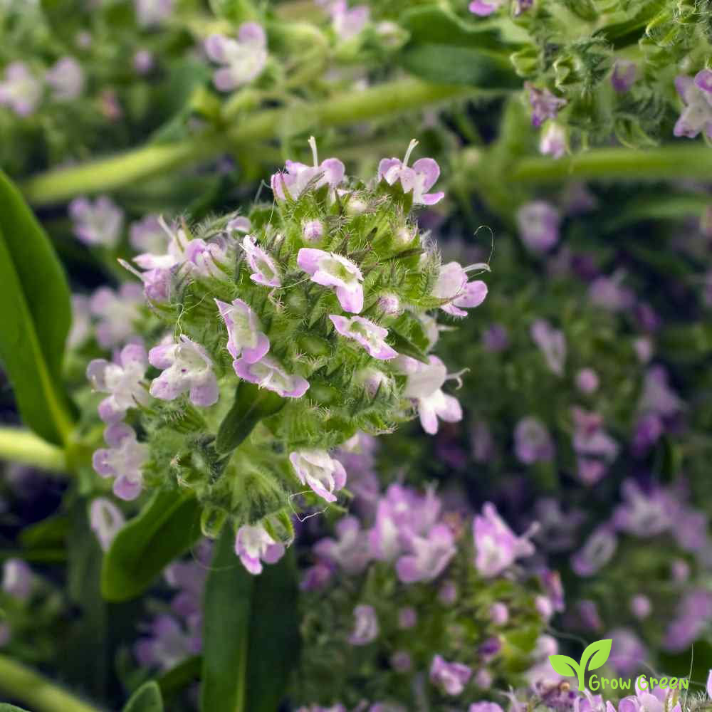 30 seeds of Summer Savory - SATUREJA HORTENSIS + Gift 5 seeds of Sunflower