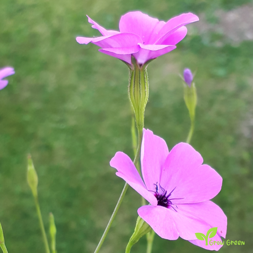 20 seeds of Rose Of Heaven - EUDIANTHE COELI ROSA - Silene + Gift 5 seeds of Sunflower