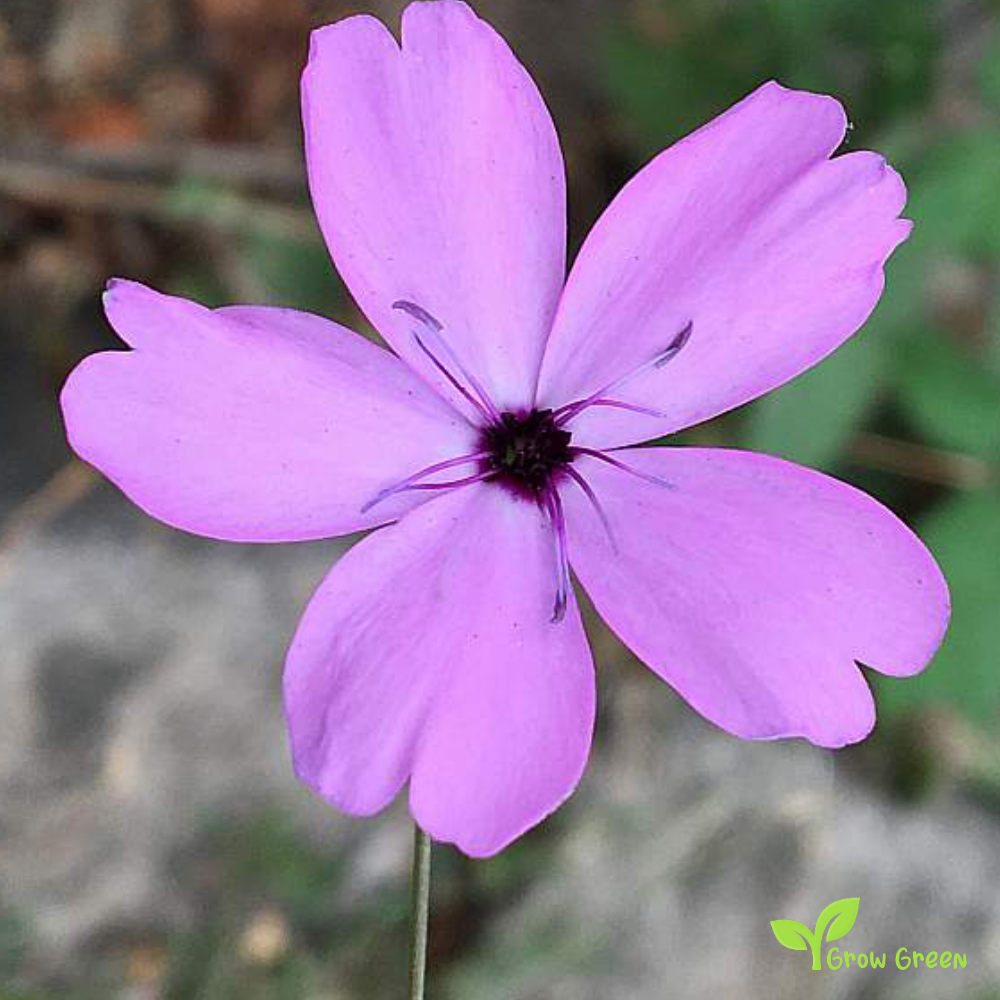 20 seeds of Rose Of Heaven - EUDIANTHE COELI ROSA - Silene + Gift 5 seeds of Sunflower