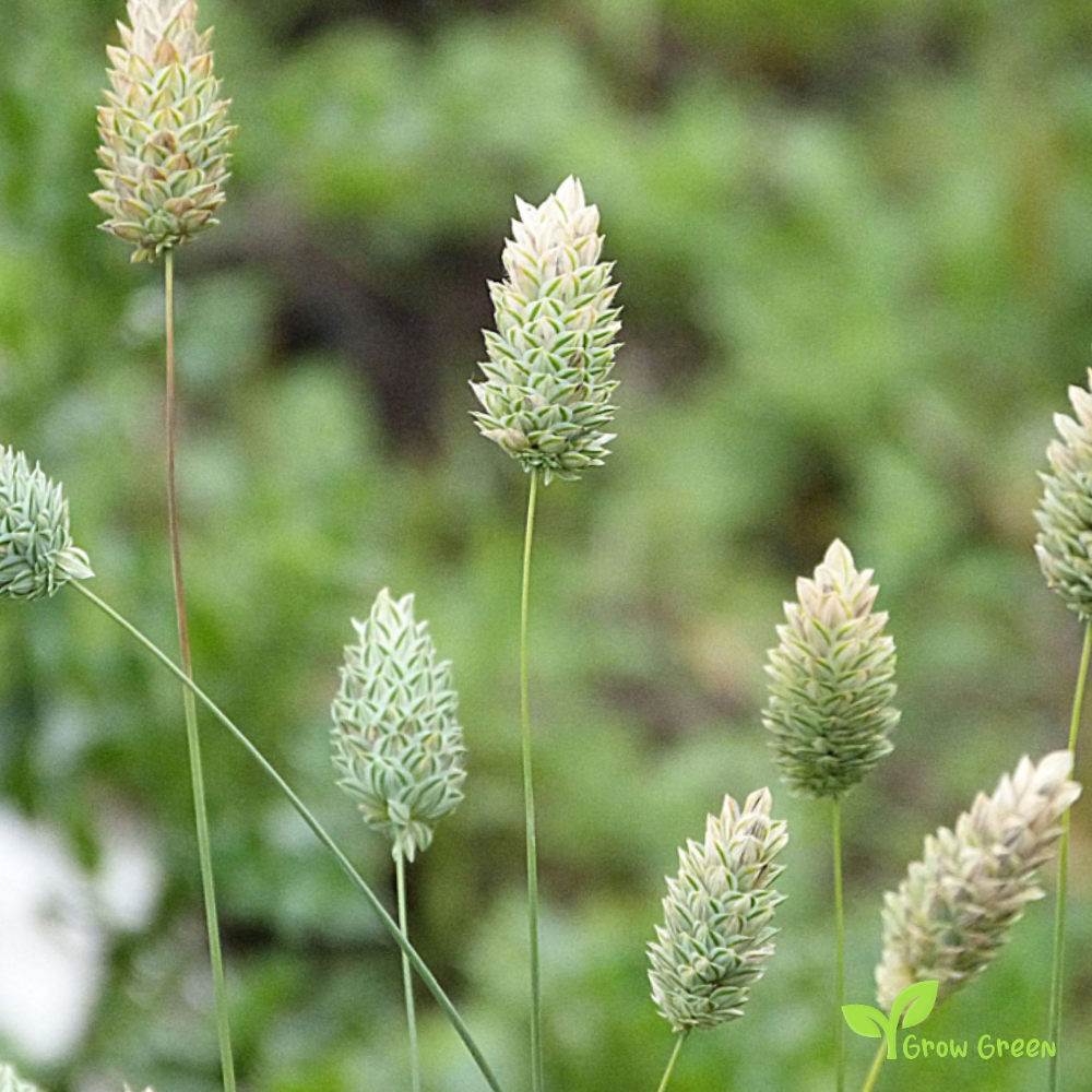 30 seeds of Canary Grass - PHALARIS CANARIENSIS + Gift 5 seeds of Sunflower
