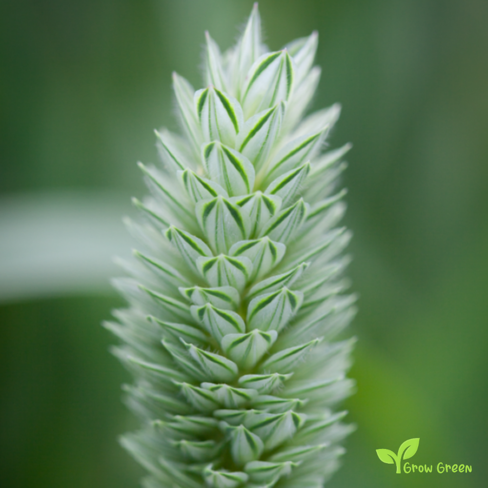 30 seeds of Canary Grass - PHALARIS CANARIENSIS + Gift 5 seeds of Sunflower