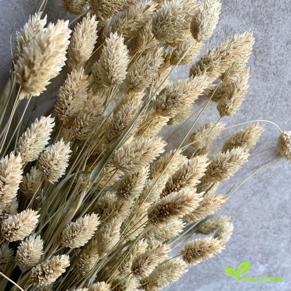 30 seeds of Canary Grass - PHALARIS CANARIENSIS + Gift 5 seeds of Sunflower