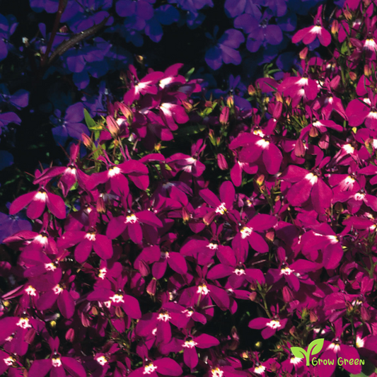 20 seeds of Lobelia Riviera Rose - LOBELIA + Gift 5 seeds of Sunflower