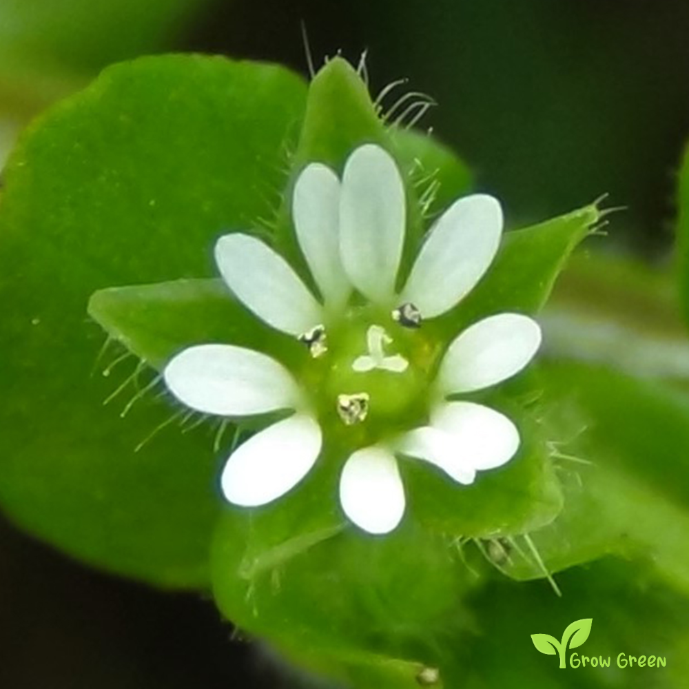 20 seeds of Chickweed - STELLARIA MEDIA + Gift 5 seeds of Sunflower