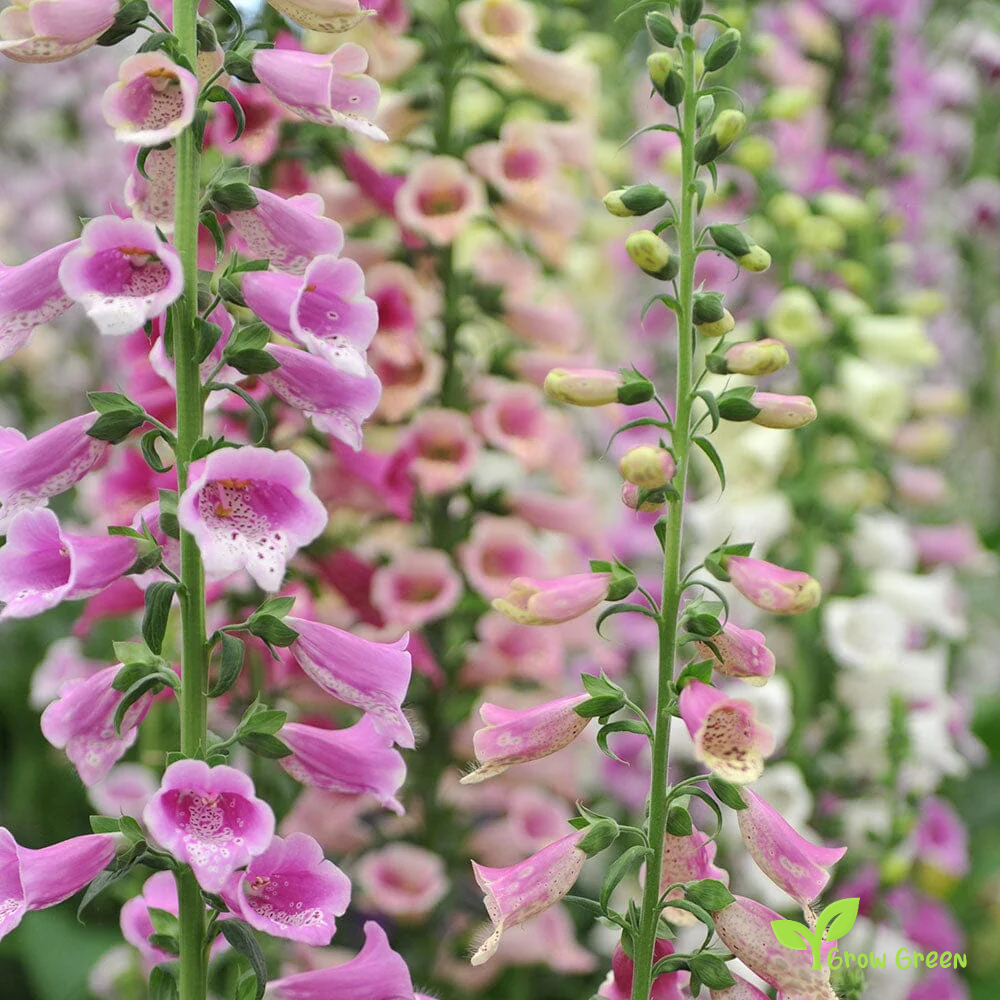20 seeds of Common Foxglove - DIGITALIS EXCELSIOR HYBRID + Gift 5 seeds of Sunflower