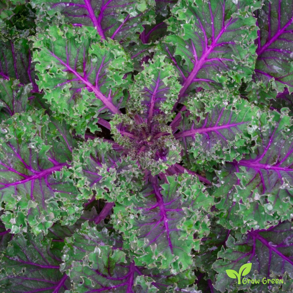 30 seeds of Red Russian seeds - BRASSICA OLERACEA - Kale Cabbage + Gift 5 seeds of Sunflower
