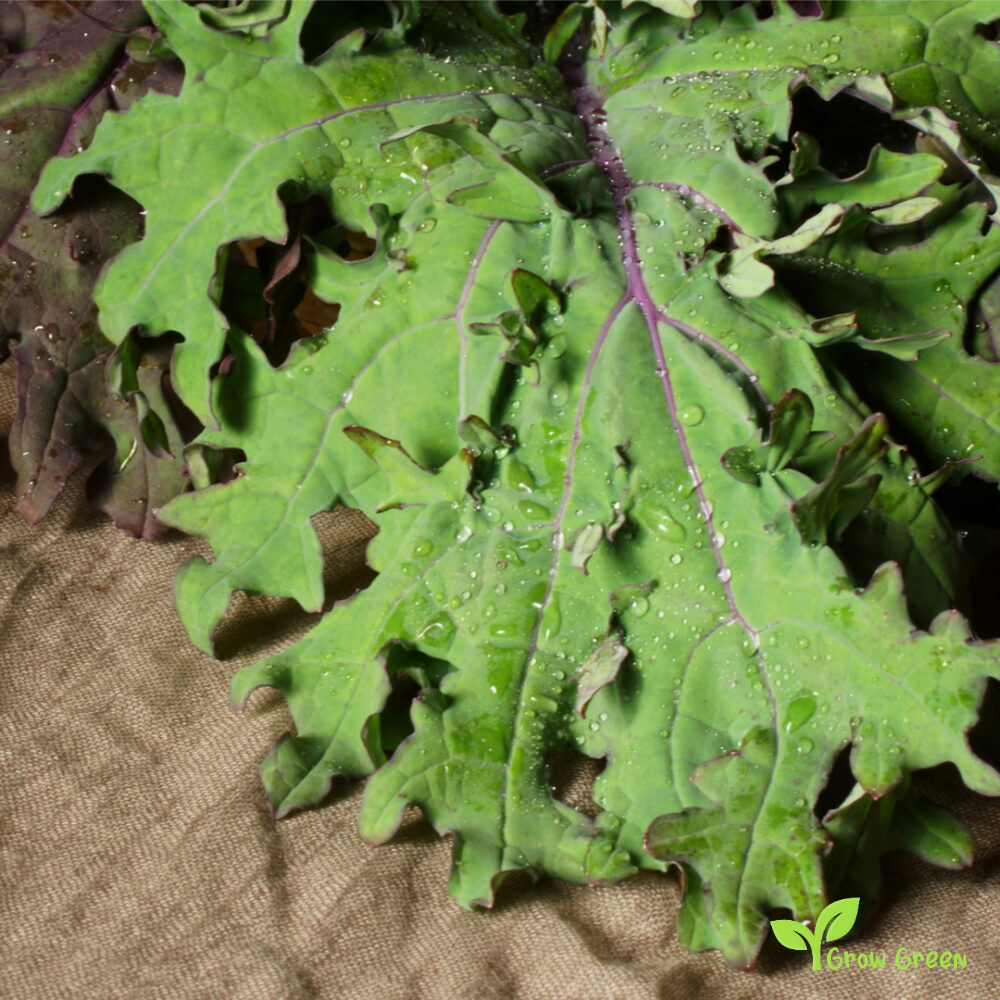 30 seeds of Red Russian seeds - BRASSICA OLERACEA - Kale Cabbage + Gift 5 seeds of Sunflower