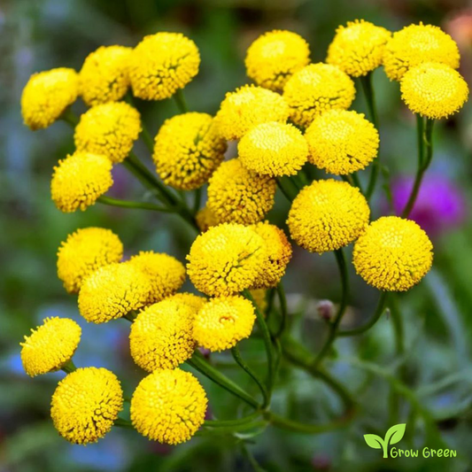 20 seeds of Chrysanthemum Golden Ball - TANACETUM  PARTHENIUM + Gift 5 seeds of Sunflower