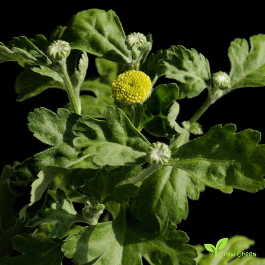 20 seeds of Chrysanthemum Golden Ball - TANACETUM  PARTHENIUM + Gift 5 seeds of Sunflower