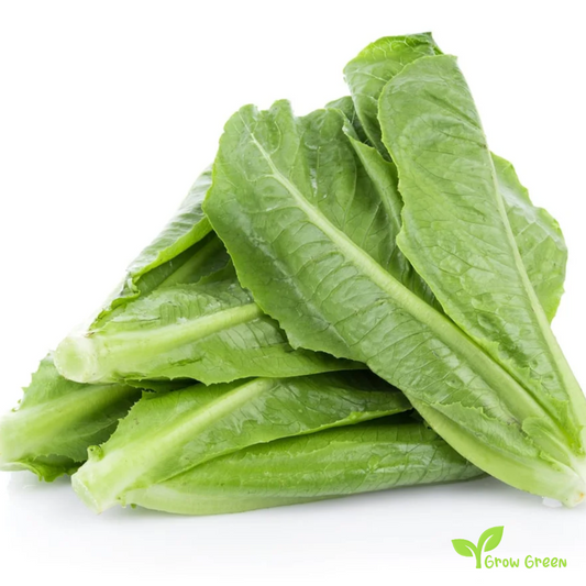 30 seeds of Lettuce Parris Island Cos - LACTUCA SATIVA - Salad + Gift 5 seeds of Sunflower