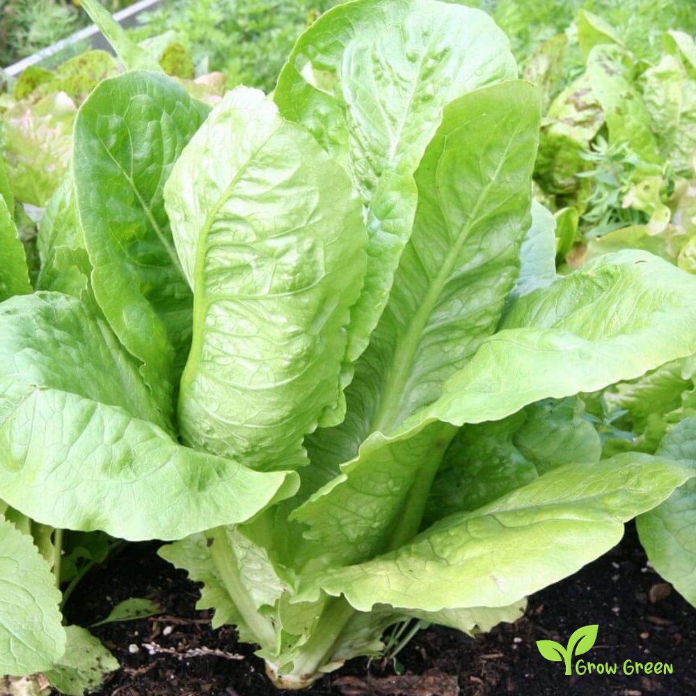 30 seeds of Lettuce Parris Island Cos - LACTUCA SATIVA - Salad + Gift 5 seeds of Sunflower