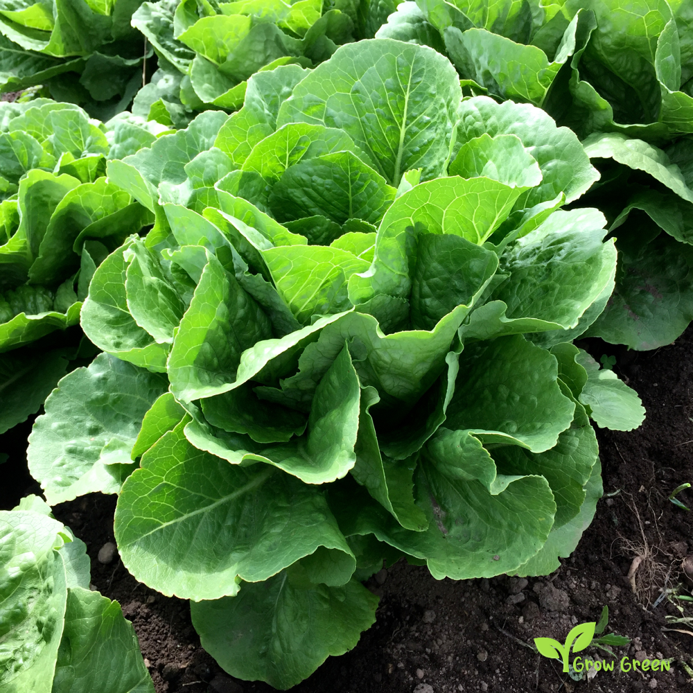 30 seeds of Lettuce Parris Island Cos - LACTUCA SATIVA - Salad + Gift 5 seeds of Sunflower