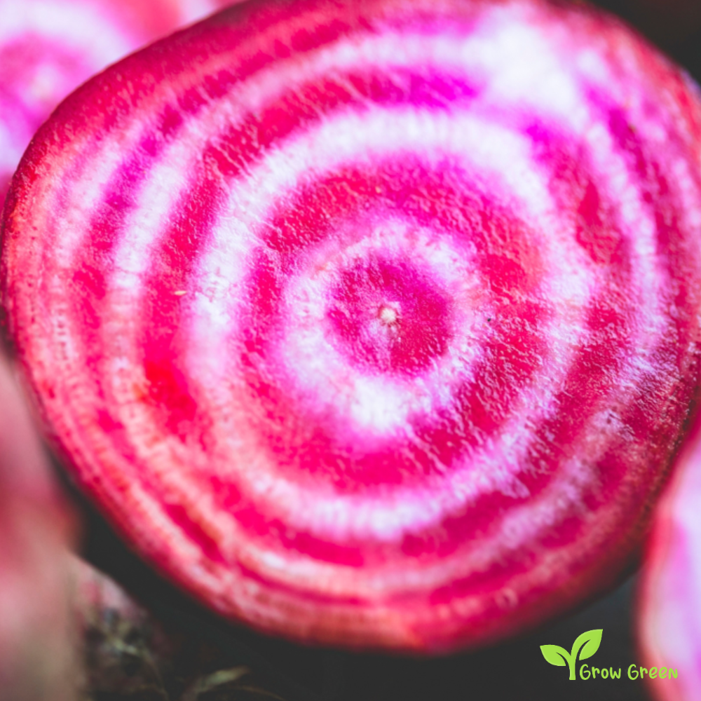 30 seeds of Beetroot Chioggia - BETA VULGARIS + Gift 5 seeds of Sunflower