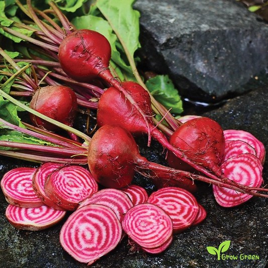 30 seeds of Beetroot Chioggia - BETA VULGARIS + Gift 5 seeds of Sunflower