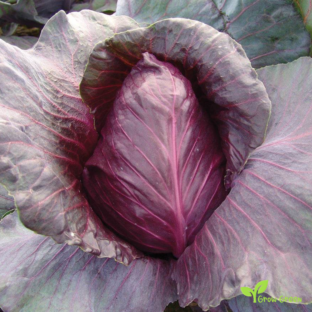 40 seeds of Kalibos Cabbage Red Pointed - BRASSICA OLERACEA + Gift 5 seeds of Sunflower