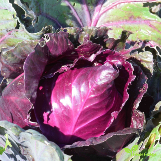 40 seeds of Kalibos Cabbage Red Pointed - BRASSICA OLERACEA + Gift 5 seeds of Sunflower