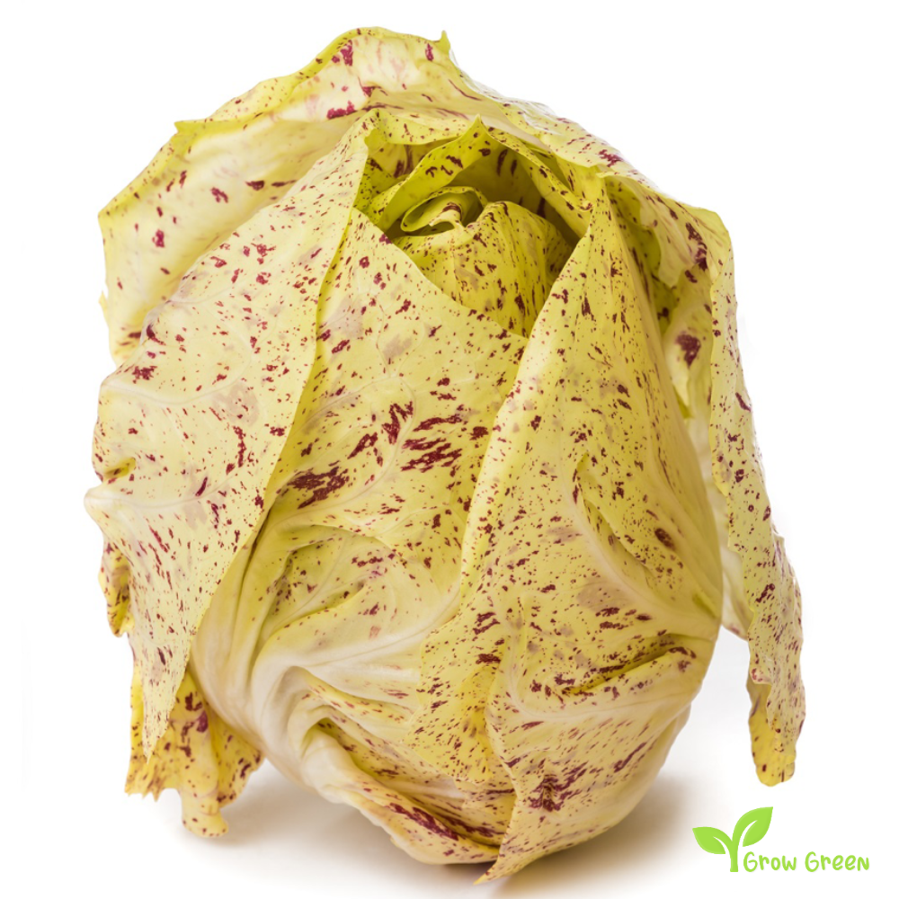 50 seeds of Chicory Variegatadi Castelfranco - CICHORIUM INTYBUS + Gift 5 seeds of Sunflower