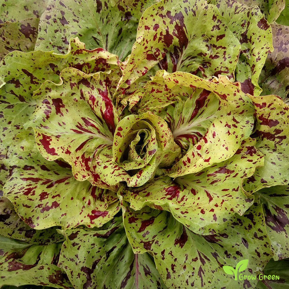 50 seeds of Chicory Variegatadi Castelfranco - CICHORIUM INTYBUS + Gift 5 seeds of Sunflower