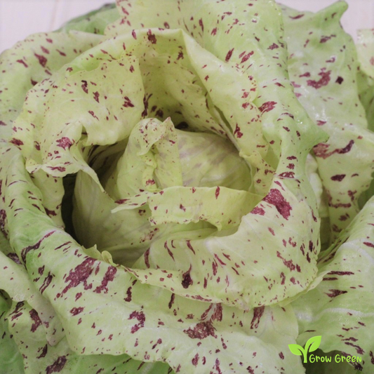 50 seeds of Chicory Variegatadi Castelfranco - CICHORIUM INTYBUS + Gift 5 seeds of Sunflower
