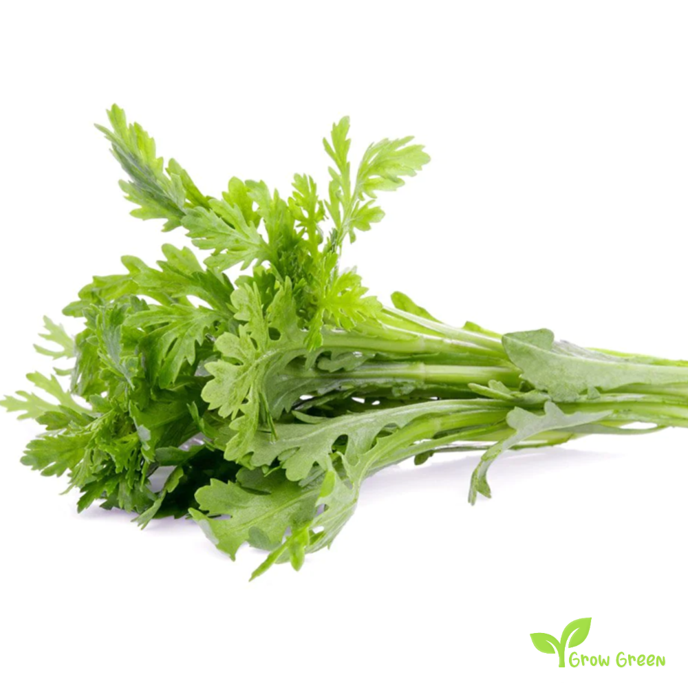 30 seeds of Chopsuey Greens Shungiku - CHRYSANTHEMUM + Gift 5 seeds of Sunflower