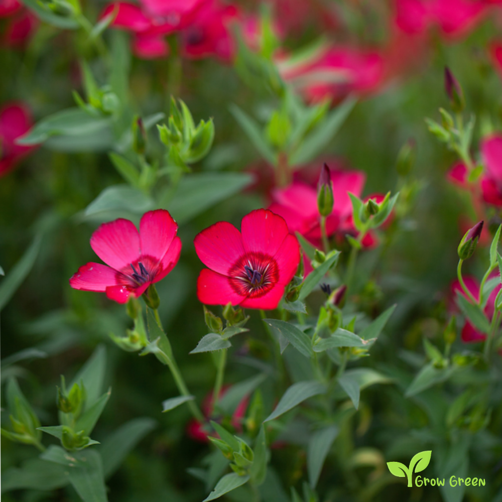 30 seeds of Linum Rubrum - LINUM GRANDIFLORUM + Gift 5 seeds of Sunflower