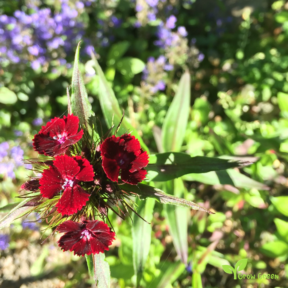 20 seeds of Sweet William Nigricans - DIANTHUS BARBATUS - Caryophyllus + Gift 5 seeds of Sunflower