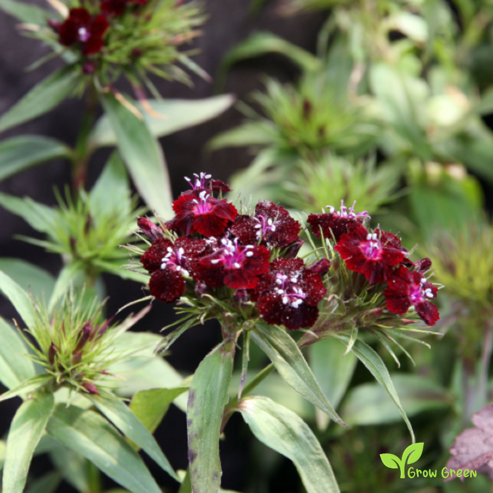 20 seeds of Sweet William Nigricans - DIANTHUS BARBATUS - Caryophyllus + Gift 5 seeds of Sunflower