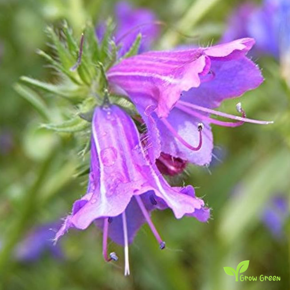 30 seeds of Echium Pink Bedder - ECHIUM VULGARE + Gift 5 seeds of Sunflower