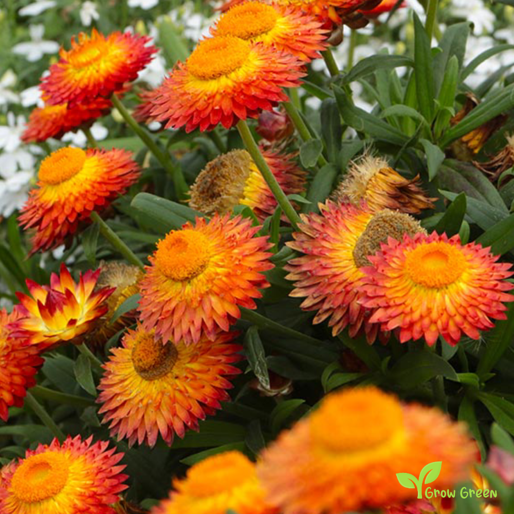 30 seeds of Red & Orange Strawflower - XEROCHRYSUM BRACTEATUM + Gift 5 seeds of Sunflower